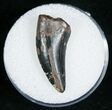 Large Inch Raptor Tooth - Montana #5674-1